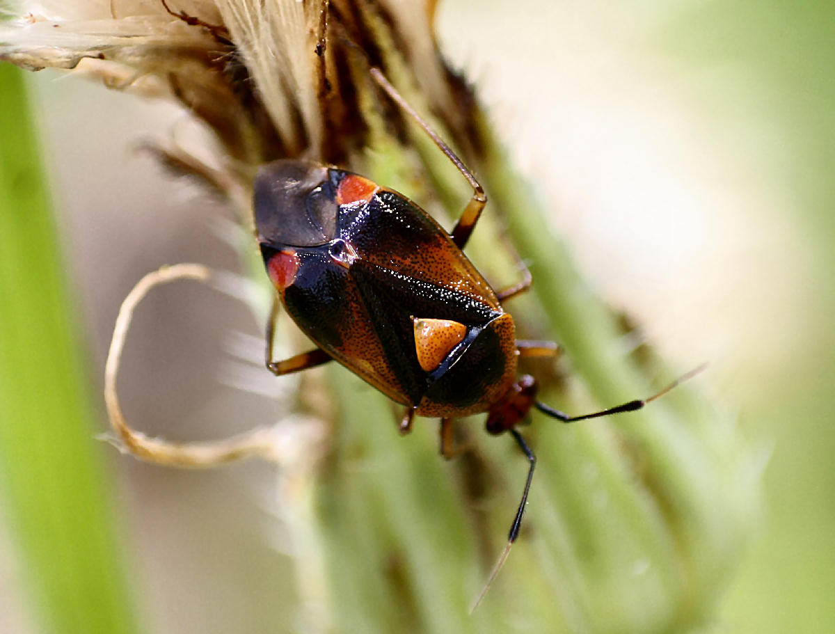 Deraeocoris ruber ? S